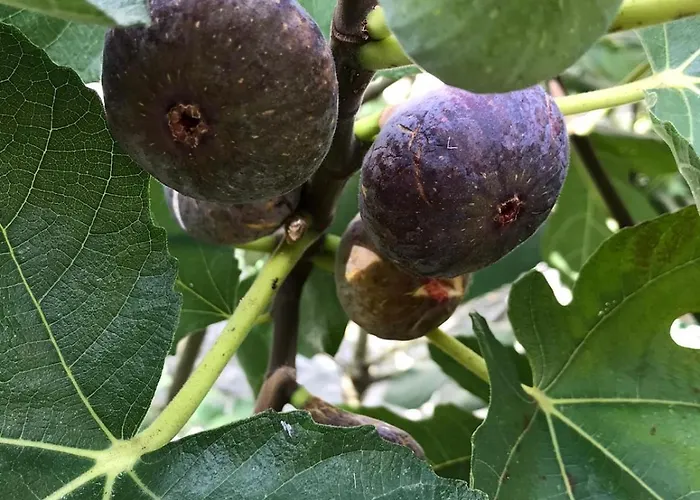 Maison Grossoleil, 빌라 Fonroque